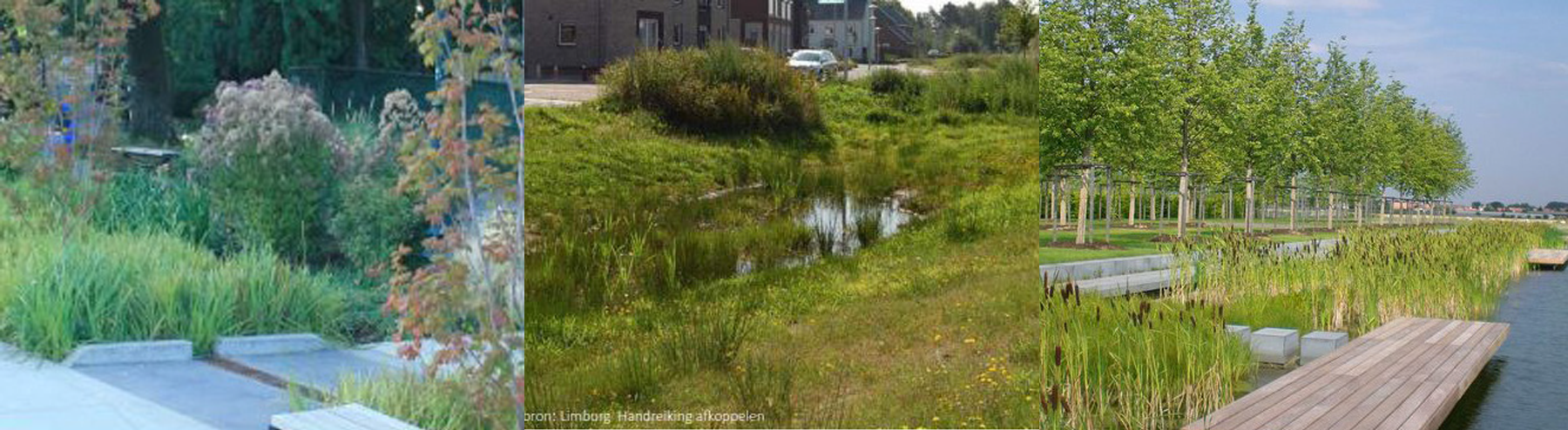 Beeld 1: voorbeeldfoto van verschillende planten  Beeld 2: Voorbeeldfoto van wateropvang in combinatie met groen Beeld 3: Voorbeeldfoto van een natuurlijke oever en een vlonder in het water