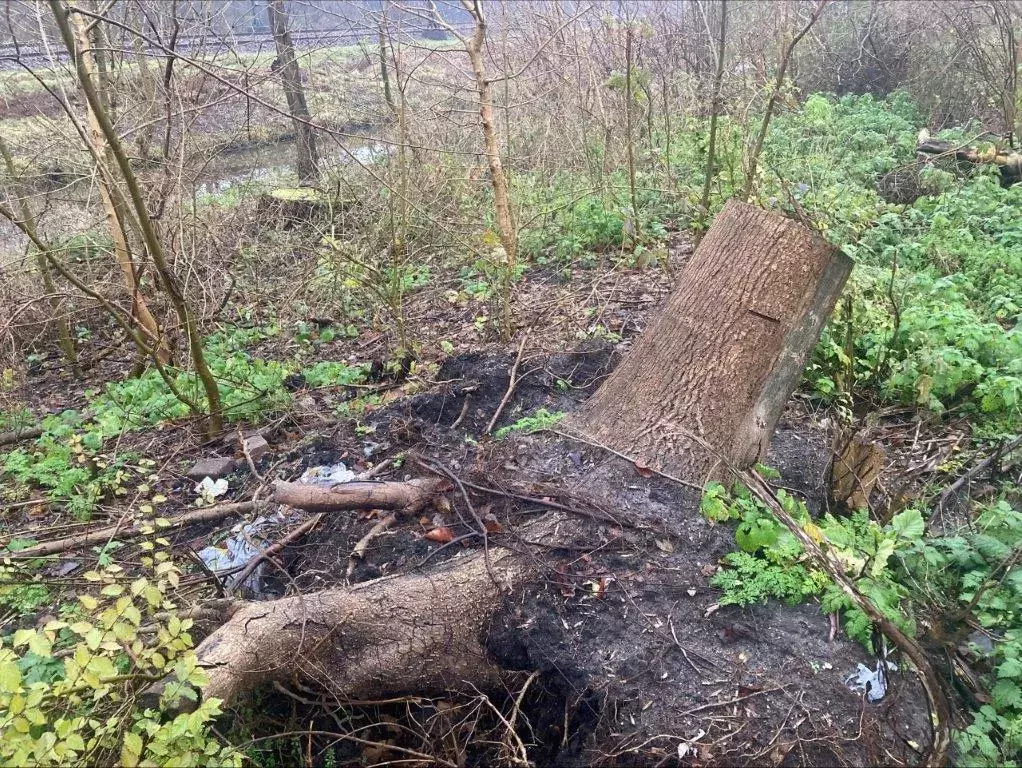 Deel van de omgewaaide bomen waarbij afval tevoorschijn kwam